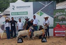 Photo of La Parada de Campeones destacó la excelencia genética ovina en la Feria Nacional de la Ganadería 2026