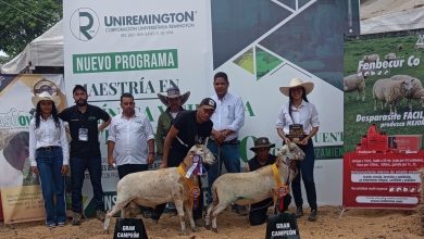 Photo of La Parada de Campeones destacó la excelencia genética ovina en la Feria Nacional de la Ganadería 2026