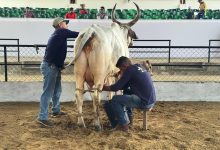 Photo of Concurso Lechero de Asocebú, la primera competencia que abrió la Feria Nacional de la Ganadería 2026 en el Coliseo Miguel Villamil Muñoz