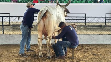 Photo of Concurso Lechero de Asocebú, la primera competencia que abrió la Feria Nacional de la Ganadería 2026 en el Coliseo Miguel Villamil Muñoz